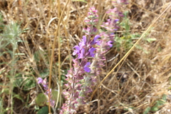 Salvia virgata