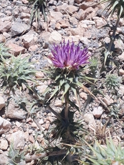 Cousinia hermonis