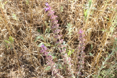 Salvia virgata