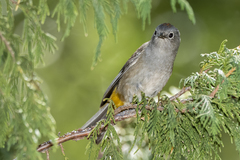 Leiothlypis crissalis