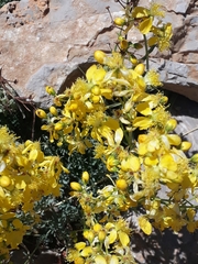 Hypericum libanoticum