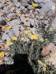 Achillea falcata
