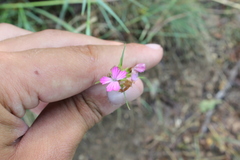 Dianthus capitatus