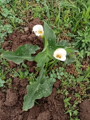 Zantedeschia albomaculata