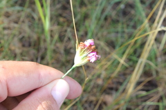 Dianthus capitatus