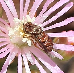 Epacmoides biumbonatus