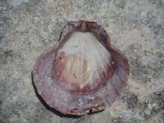 Nodipecten subnodosus