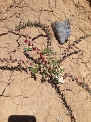 Blitum virgatum