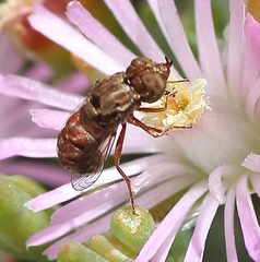 Epacmoides biumbonatus