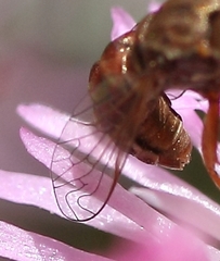 Epacmoides biumbonatus