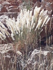 Melica persica