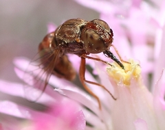 Epacmoides biumbonatus