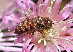 Epacmoides biumbonatus