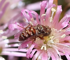 Epacmoides biumbonatus