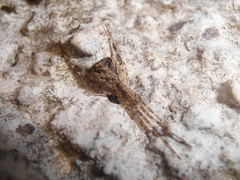 Episinus maculipes