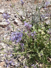 Nepeta cilicia