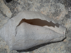 Titanostrombus galeatus