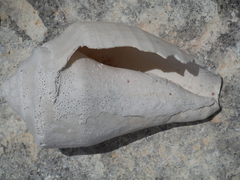 Titanostrombus galeatus