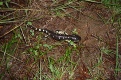 Ambystoma velasci