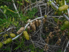 Salicornia perennis