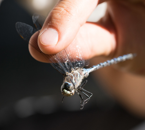 iNaturalist observation photo of Variable Darner