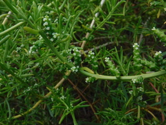 Salicornia perennis