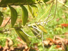 Emoia schmidti