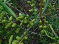 Salicornia perennis