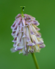 Trifolium productum