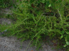 Salicornia perennis