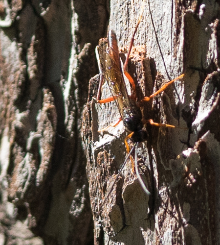 iNaturalist observation photo of Ichneumonid Wasps