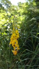 Cytisus nigricans