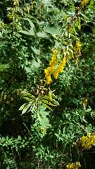 Cytisus nigricans