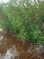 Rhizophora mangle