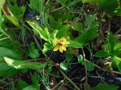Sphagneticola trilobata