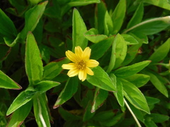 Sphagneticola trilobata