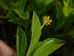 Sphagneticola trilobata