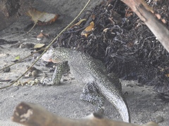 Varanus indicus