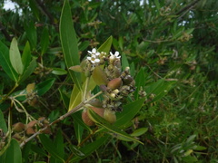 Avicennia germinans