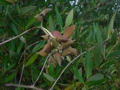 Avicennia germinans