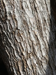 Quercus virginiana