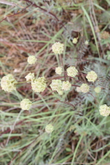 Sanguisorba minor balearica