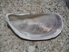 Modiolus