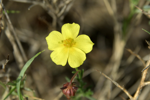 Fumana ericifolia