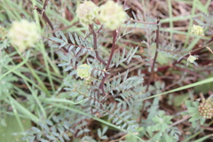 Sanguisorba minor balearica