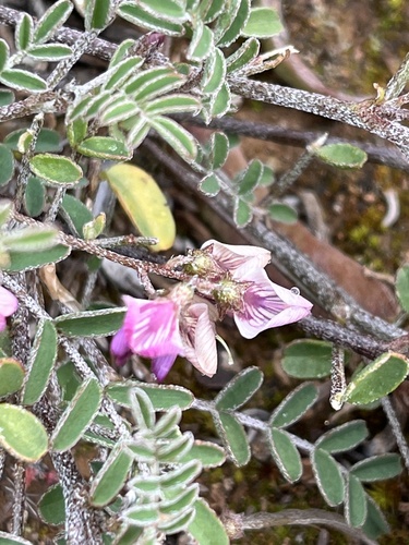 Short Spike Bubblepod (Lessertia brachystachya)
