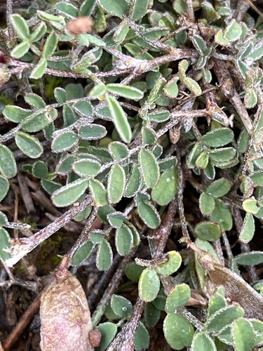 Image of Lessertia brachystachya by (c) Dave U, some rights reserved (CC BY-SA)