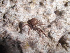 Pulchellodromus bistigma