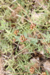 Dorycnium