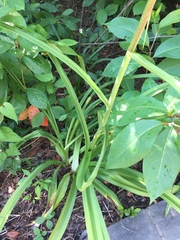 Melanthieae